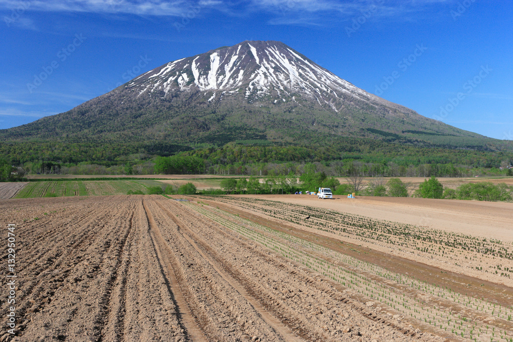 春の羊蹄山麓 春の羊蹄山麓