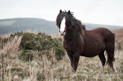 wild horse on Hay Bluff / Wild Horse on welsh mountains  photo