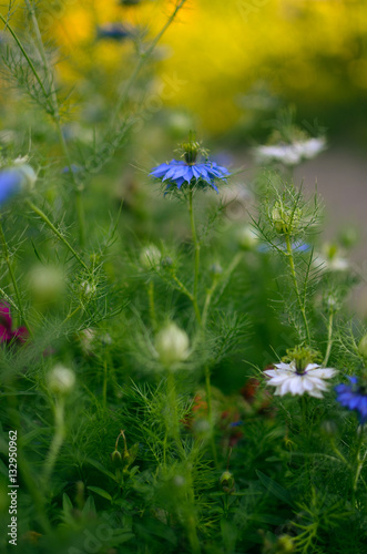 Nigella sativa - nature blue and white flowers