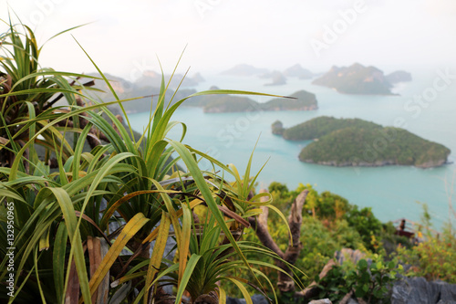 Pandanus tree with the view on the mountain at Ang thong archipelago island Thailand. 