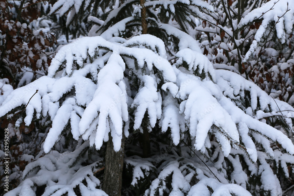 Winter Forest / Winter in the woods. Snowy forest in winter. Winter Forest / Winter in the woods. Snowy forest in winter.