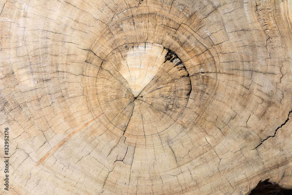 Old tree stump show annual rings texture