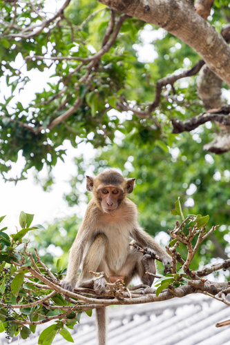 Monkey sit on tree