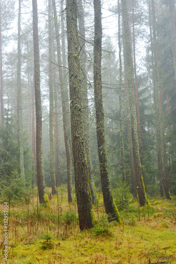 Fototapeta premium Nebel und Feuchtigkeit im Wald