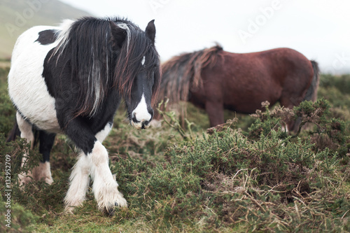 wild horse on Hay Bluff / Wild Horse on welsh mountains 