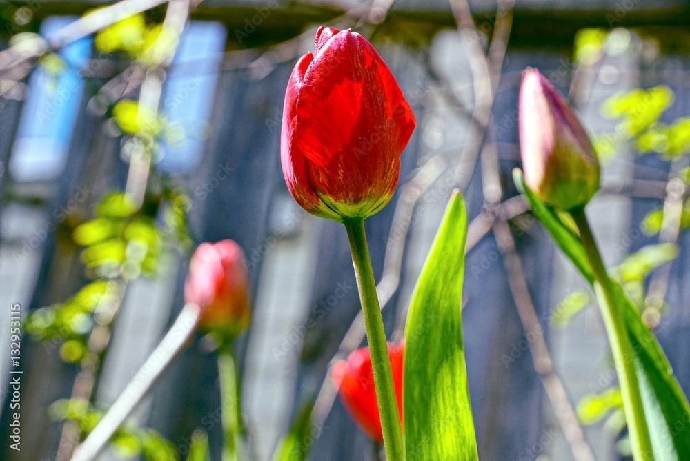 Fototapeta premium Тюльпаны
