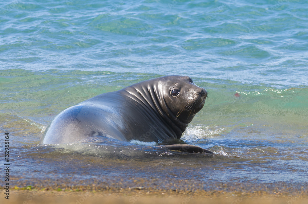 Fototapeta premium Elephant seal, Patagonia Argentina