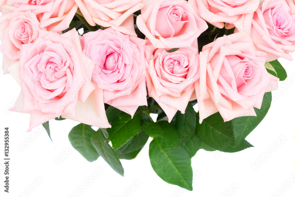 Pink blooming rose flowers and leaves border isolated on white ...