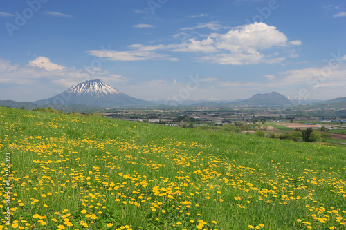 春の羊蹄山麓