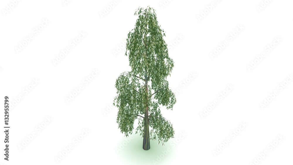 Naklejka premium Eucalyptus tree