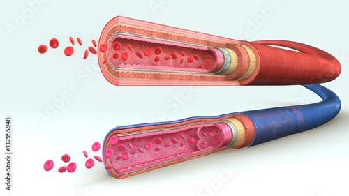 Blood vessels