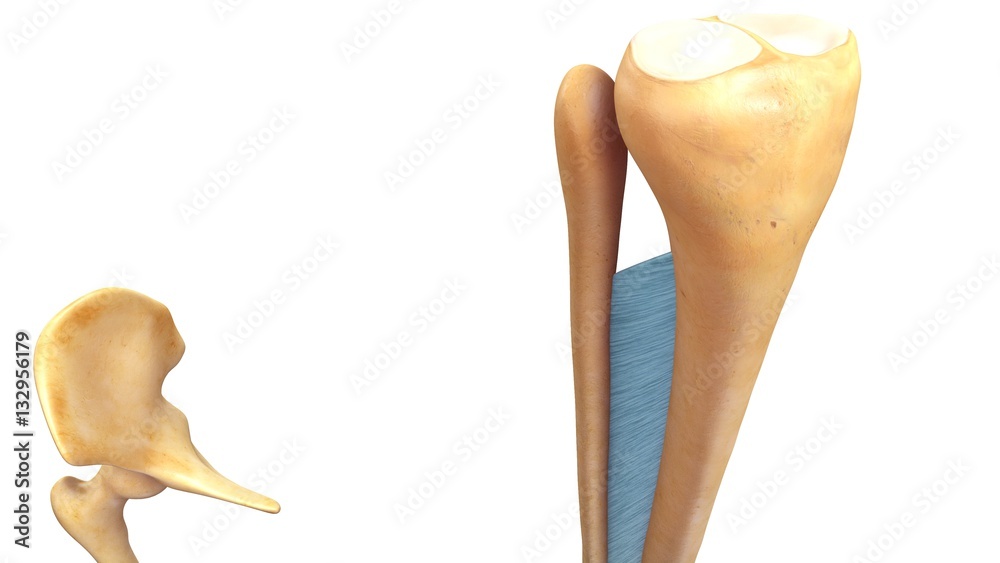 Fibrous Joints Stock Photo Adobe Stock