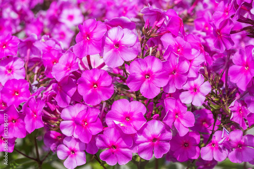 blooming Phlox paniculata 'Adessa Special Purple Sta
