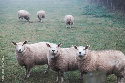 sheeps in brecon beacons