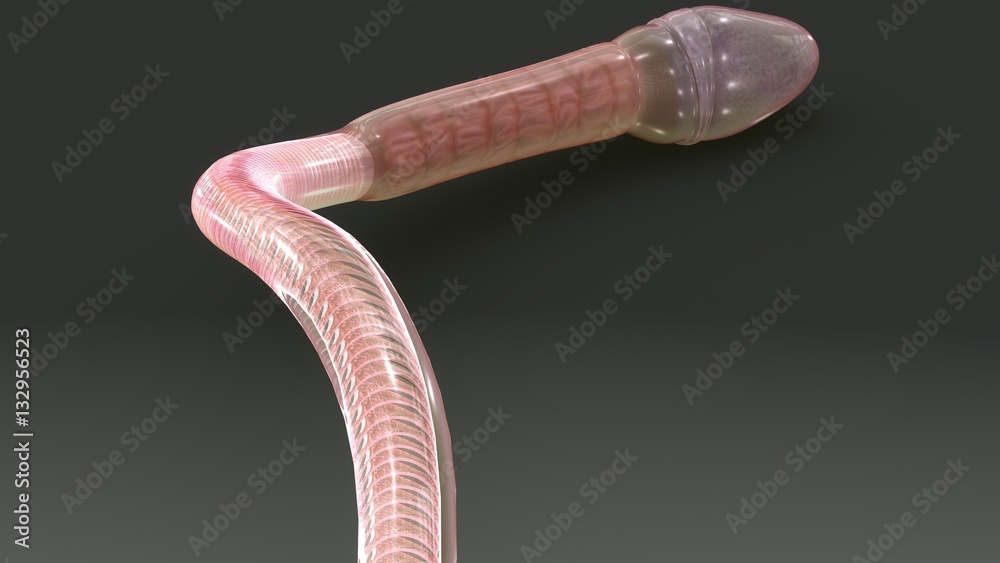 Fototapeta premium Sperm