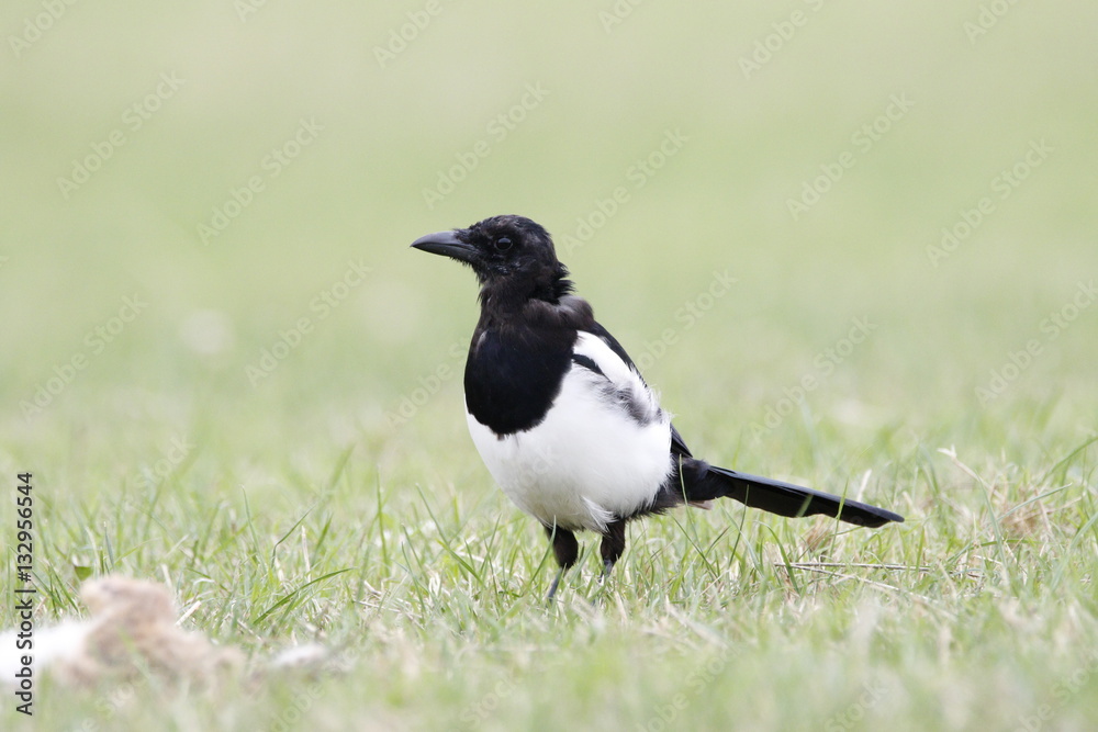 magpie magpie
