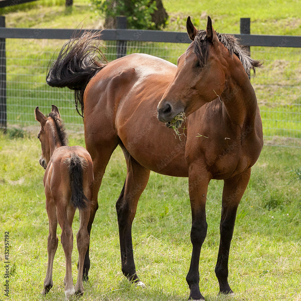 A bay mare with grass in her mouth and her new foal in a spring pasture.