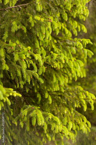 Christmas tree branches