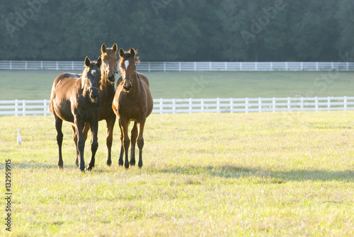 Beautiful horse mare and foal in green farm field pasture equine industry
 photo