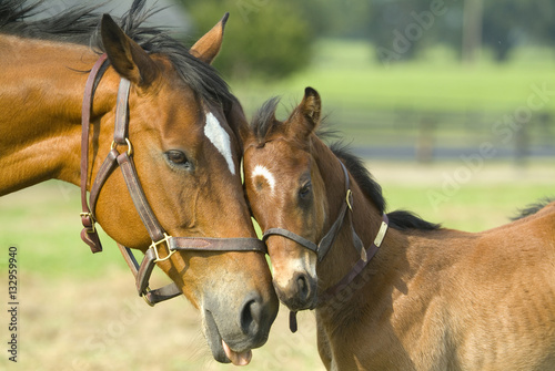 Fototapet Beautiful horse mare and foal in green farm field pasture equine industry