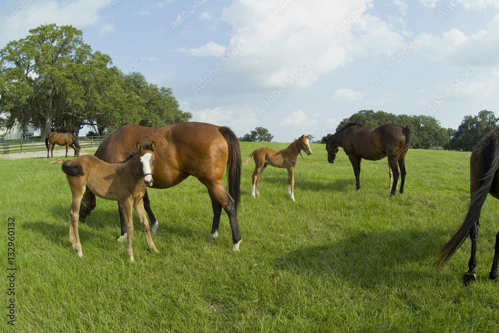 Beautiful horse mare and foal in green farm field pasture equine industry
