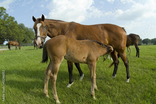 Beautiful horse mare and foal in green farm field pasture equine industry
