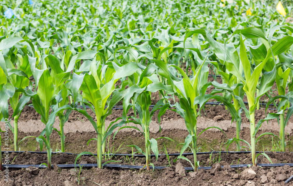 young corn field with drip irrigation system