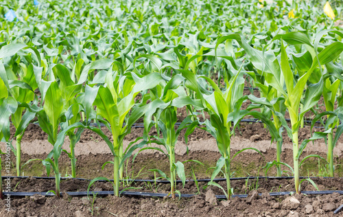 young corn field with drip irrigation system