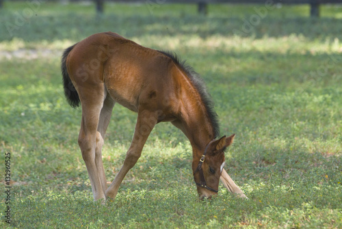 Beautiful thoroughbred baby foal horse in green farm field pasture equine industry  