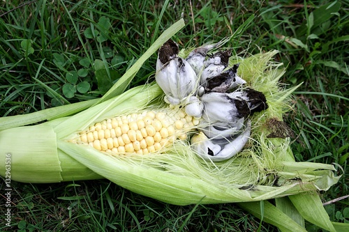 Corn Smut or Ustilago Maydis, a Mexican delicacy