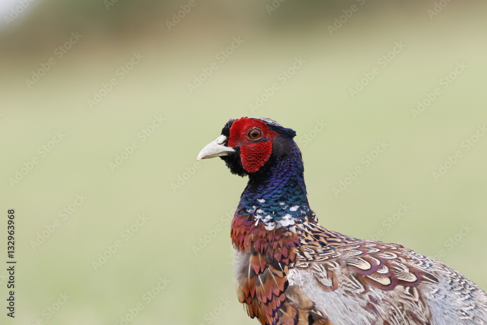 pheasant side view green background