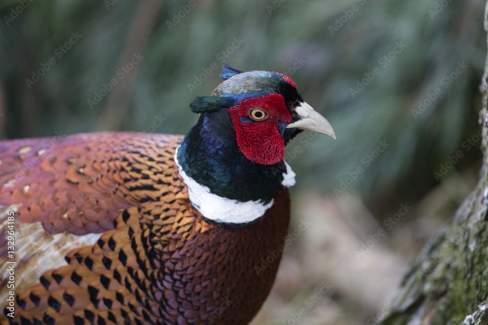 Fototapeta premium pheasant close up side view
