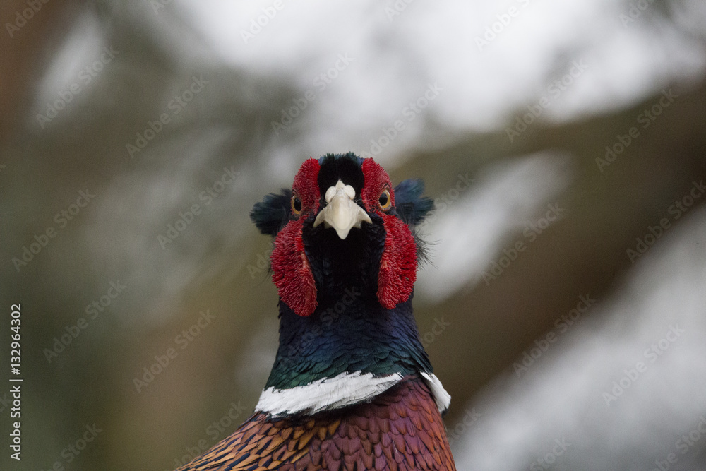 pheasant portrait