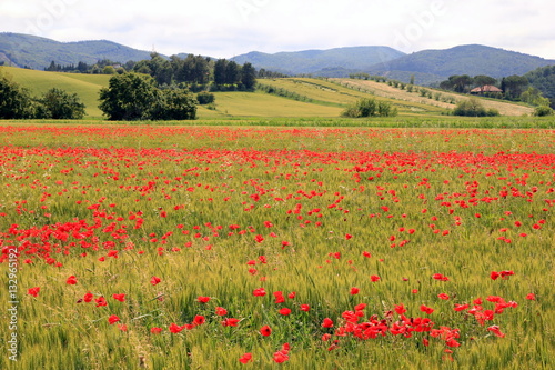 Toscana. Poppy field.