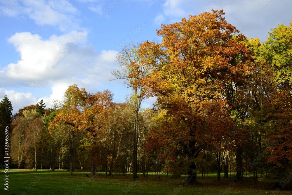 Details from park in autumn with cloudy sky Details from park in autumn with cloudy sky