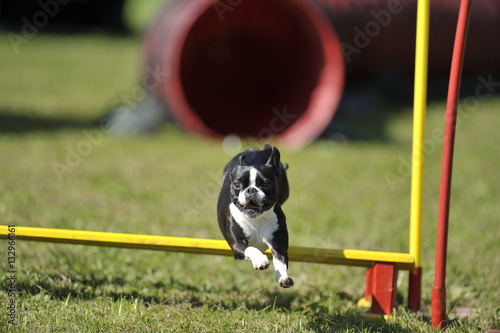 Cute smiling Boston Terrier jumping over yellow barrier on agility course