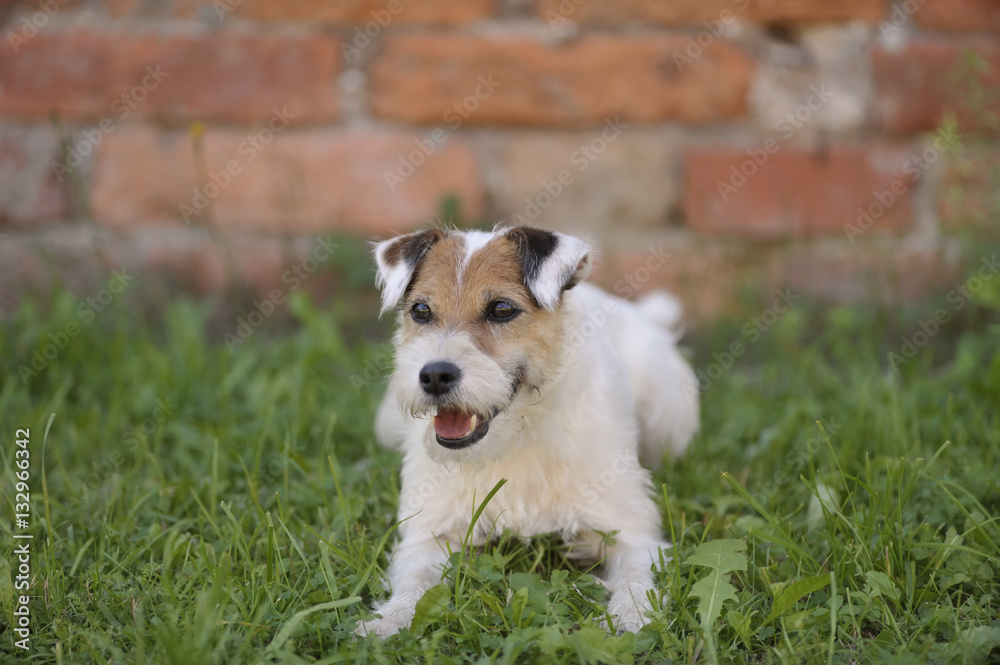 Portrait of cute white Terrier. Smiling Terrier laying down on grass. He is happy and obedient, waiting for next command of his owner.