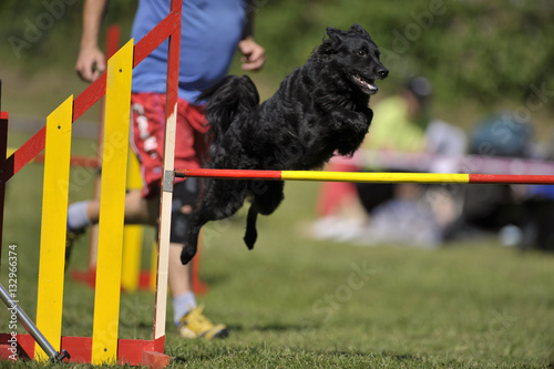 Black Croatian Sheepdog on agility course