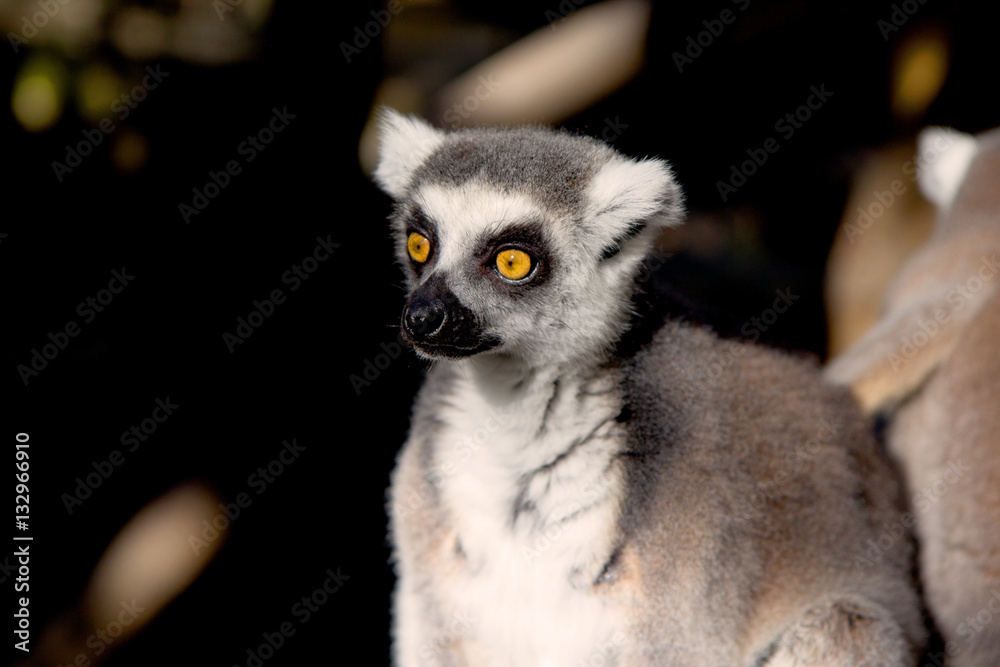 Close up portrait of a cute ring tailed lemur on the blurred background. Copy space for text.