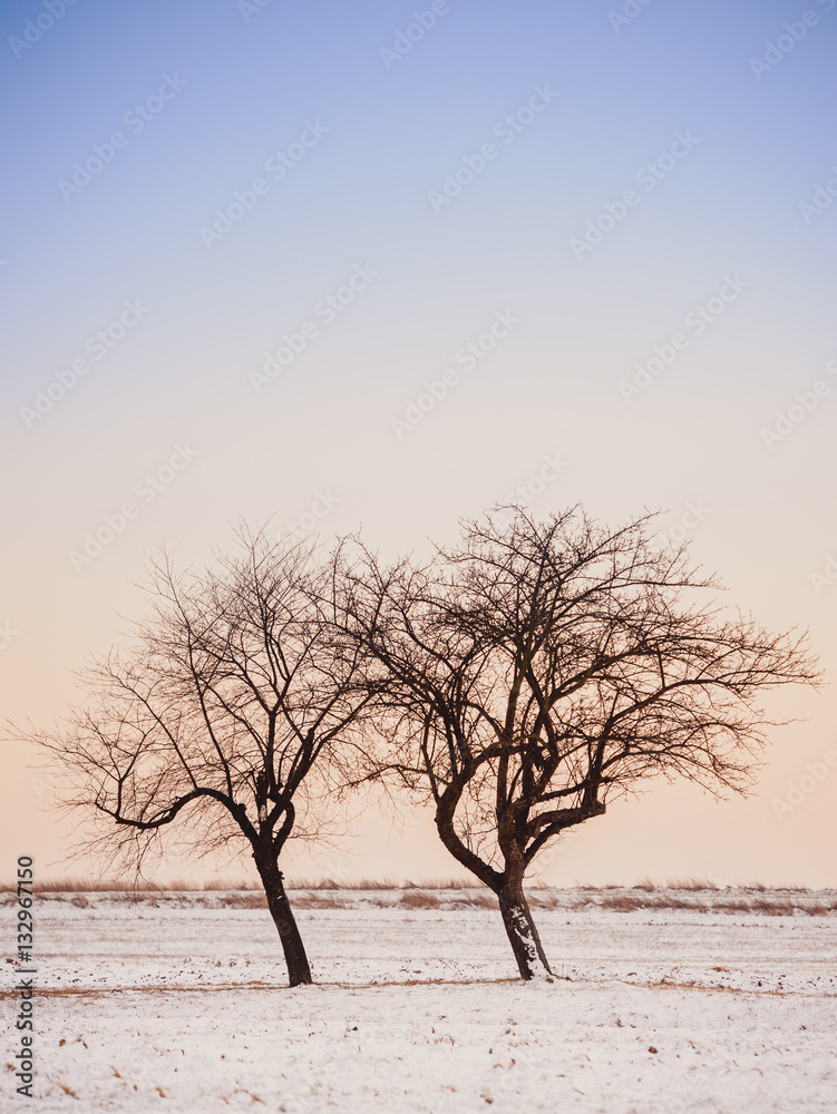 Snow covered tree standing in a frozen field, winter season Snow covered tree standing in a frozen field, winter season