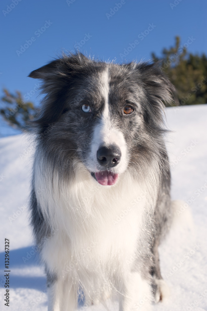 Portrait of beautiful Border Collie standing in the snow. He has blue and brown eyes. It is nice sunny winter day.