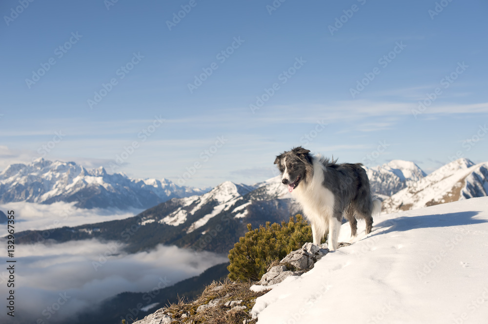 Obraz premium Border Collie in the mountains. Dog standing on top of the hill in snow. It is sunny day with wonderful surrounding of beautiful mountains. Photography can be nice greeting card with quote on blue sky