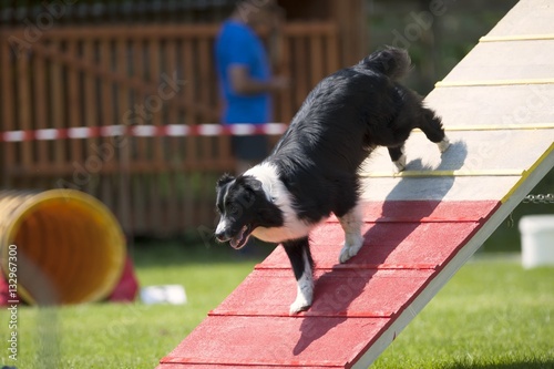 Dog on palisade. Australian sheepdog over the dog walk obstacle. Black and white dog runs down a red-yellow palisade. His paws are correctly on target position.