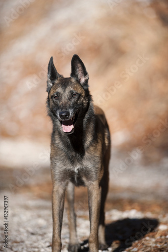 Belgian Sheepdog, Malinois standing and guarding his owner on a sunny autumn walk. He is relaxed, but his ears are up listening what is around him.