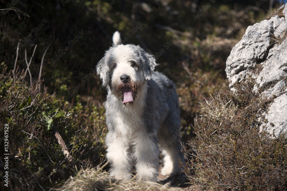 Cute Bearded collie standing in nature on mountains