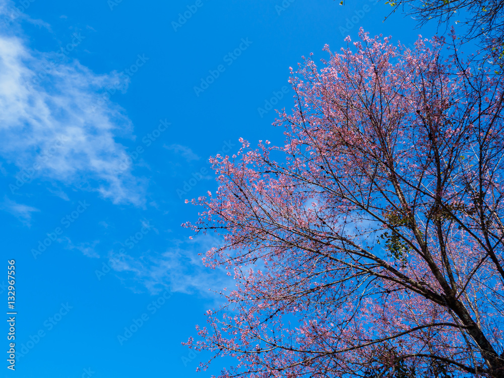 sakura in doi ang khang beautiful mountain at Chiangmai , Thail sakura in doi ang khang beautiful mountain at Chiangmai , Thail