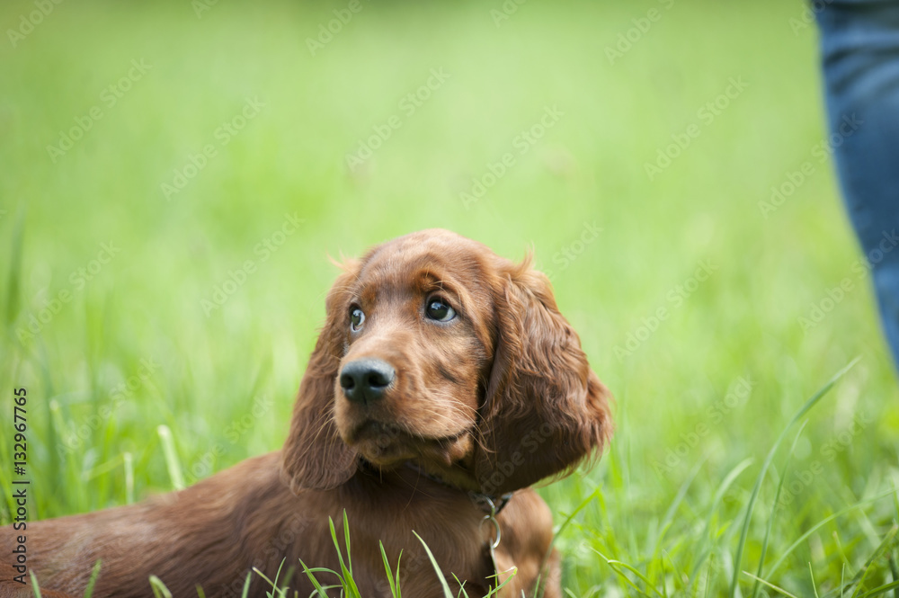 Little Irish Setter puppy with his warmly look waiting for next command or reaction of his owner