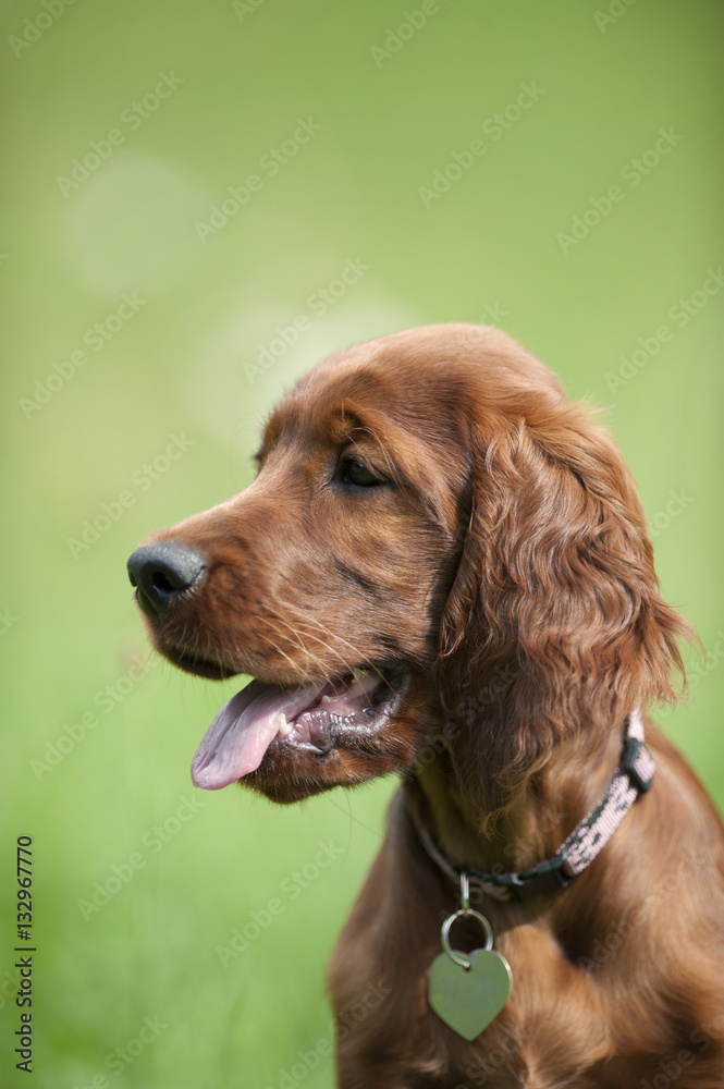 Cute red Irish Setter puppy in summer time. He has sweet metal heart on his collar