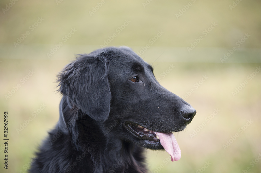 Head of black flat-coated retriever from a profile. Dog has nice brown almond eyes, black nose, trimmed ears and he is showing his tongue. Very nice head and expression. He is looking attentively.