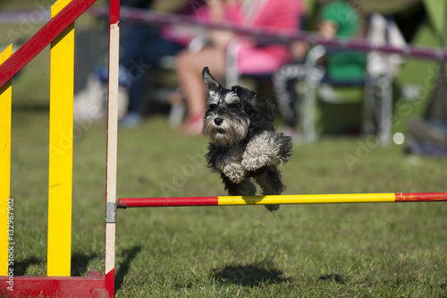 Cute dog compete on agility